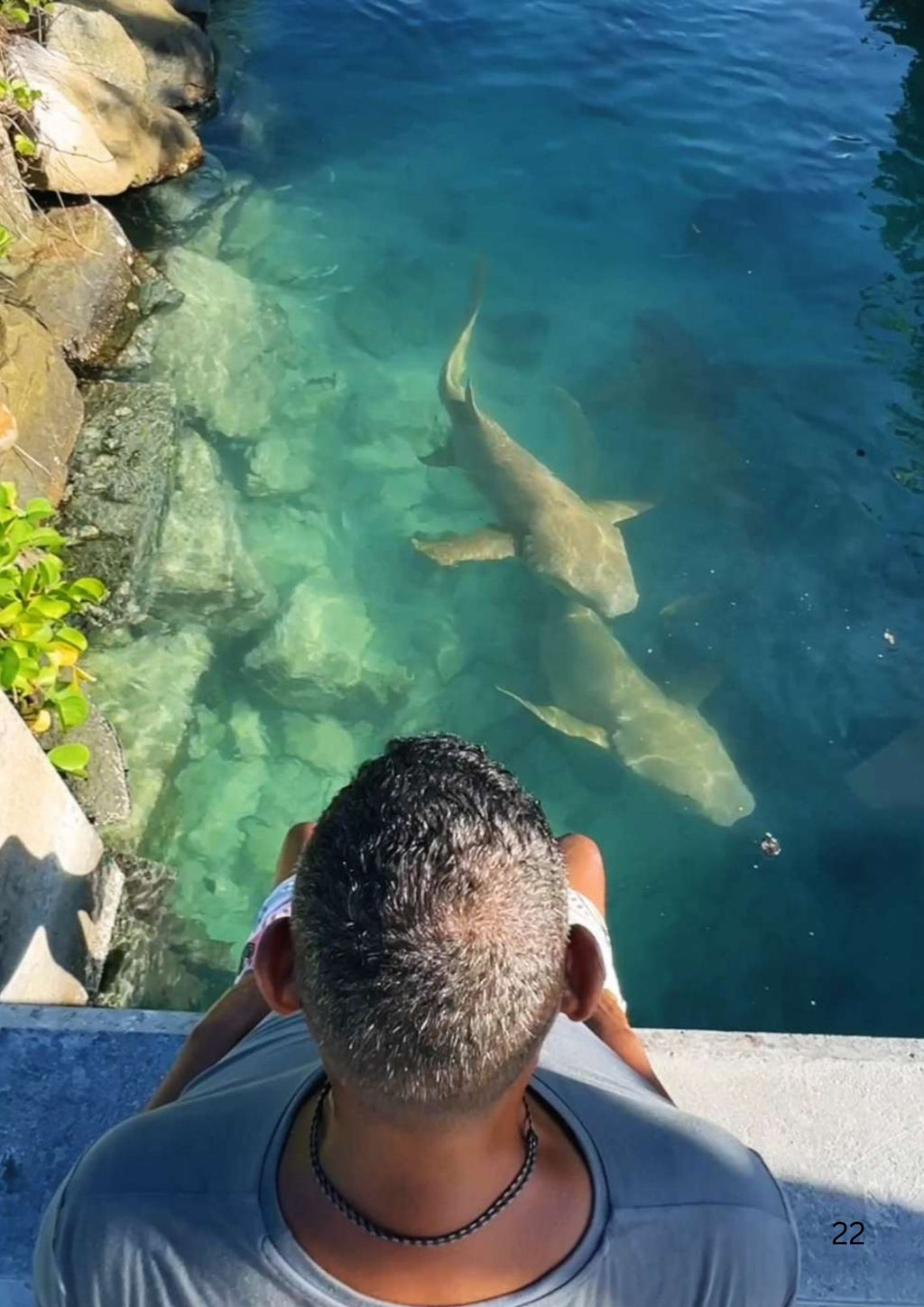 Maldives Shark & Stingray Spotting Guide