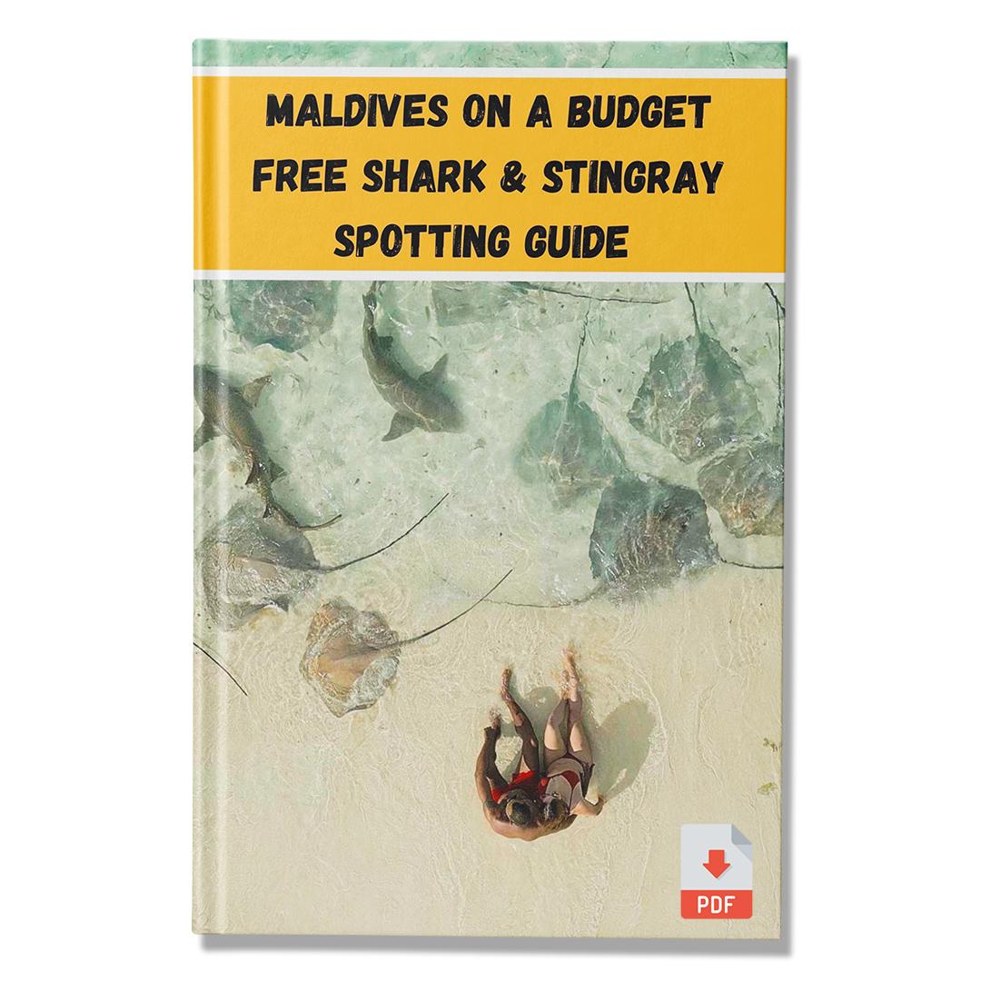 Maldives Shark & Stingray Spotting Guide