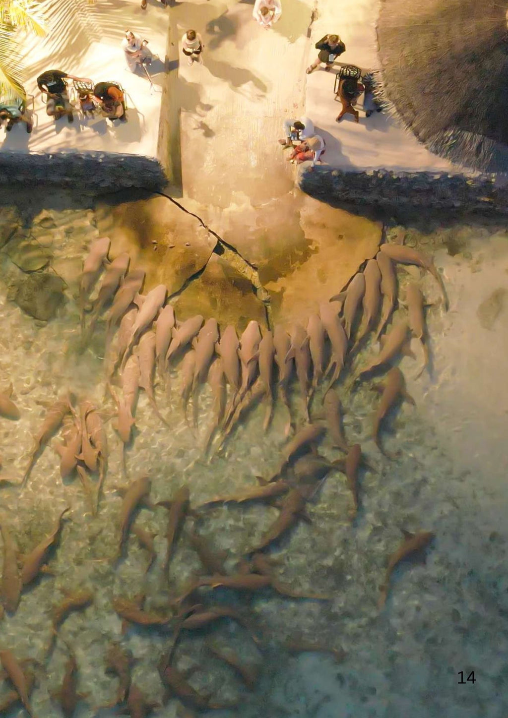 Dozens of nurse sharks crowding around dockside feeding area in the Maldives with people watching