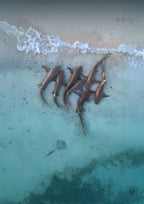 Seven nurse sharks resting on the beach edge in the Maldives, captured by drone at low tide