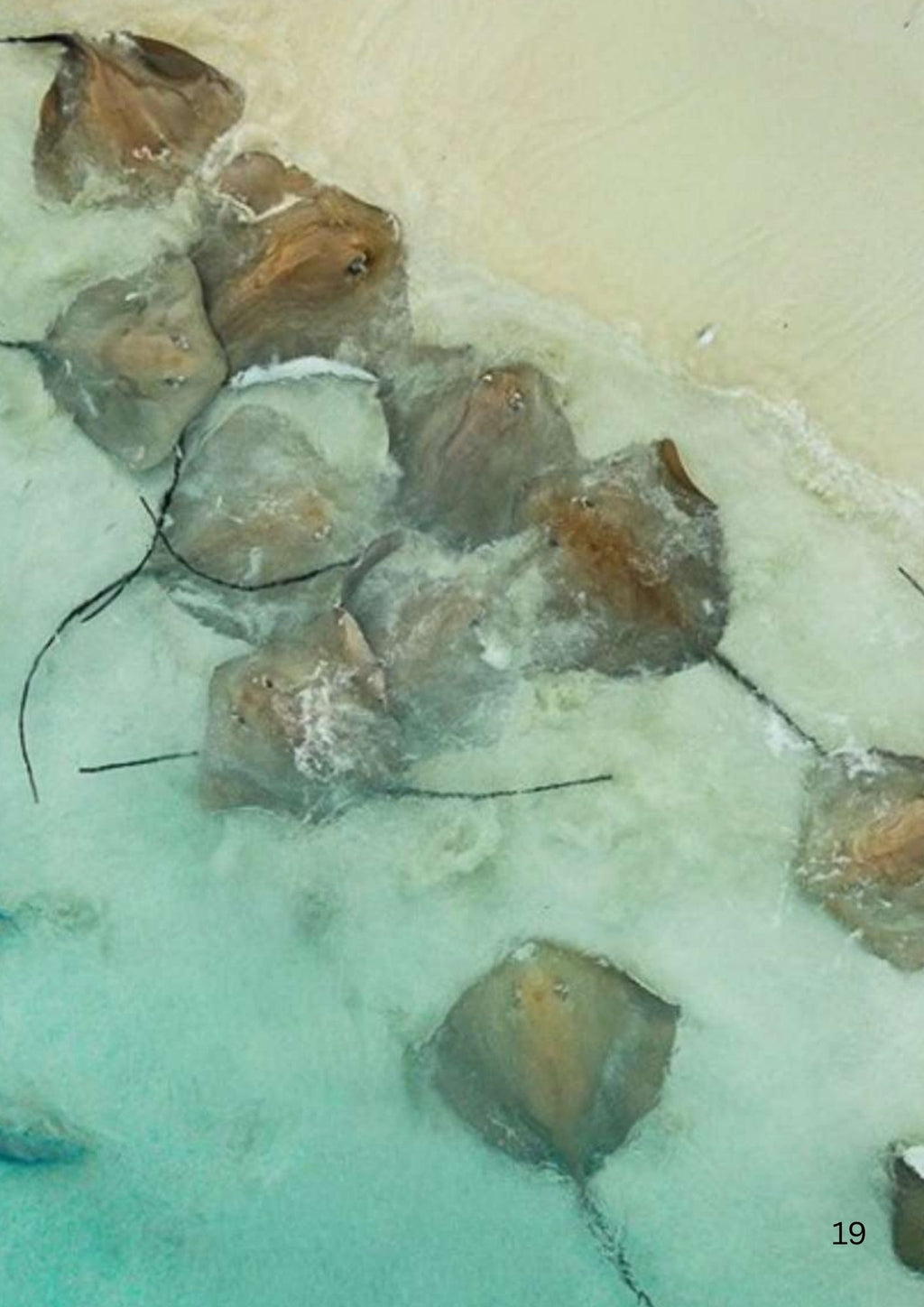 Group of stingrays gathering in the Maldives surf zone at the edge of the beach